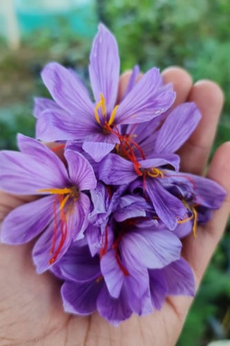 أبصال الزعفران 1 كيلو