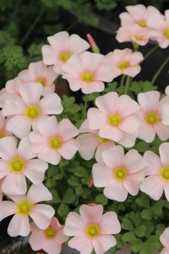 بصيلة أقصليس (سحاب)