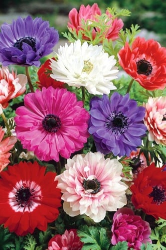 أبصال أنامني (الشقار) مكبس وملون