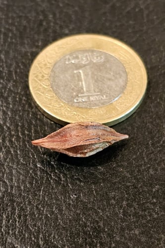 بصيلة أقصليس (حلا)