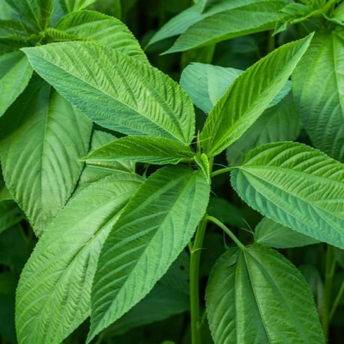 بذور ملوخية (مصري)