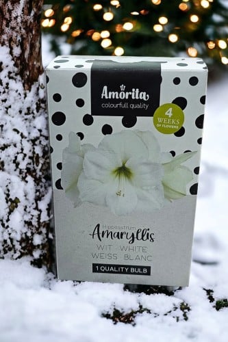 بصيلة أمارلس (أبيض)