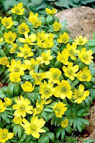 أبصال إيرانثيس أصفر