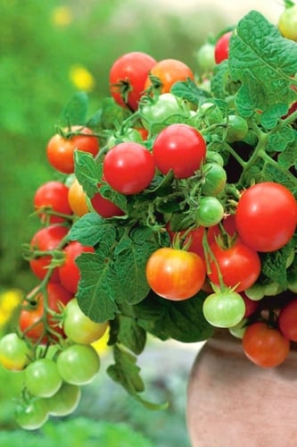 بذور طماطم (فيلما)