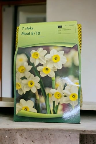 أبصال نرجس (تازيتا) العطري