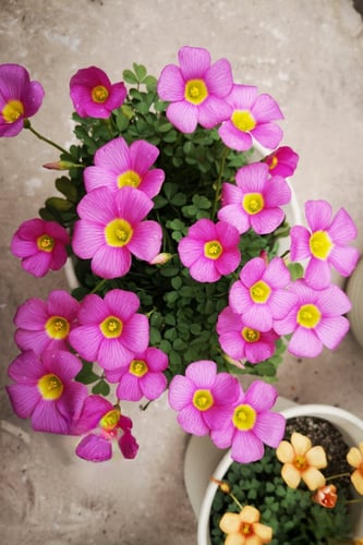 بصيلة أقصليس (عنود)