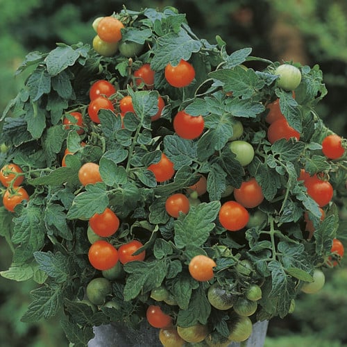 بذور طماطم (لؤلؤة الحديقة)