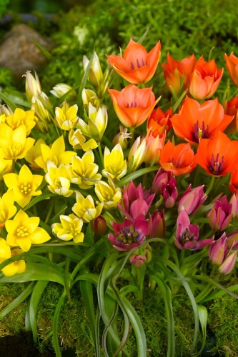 أبصال توليب (بوتانيكل الصغير)