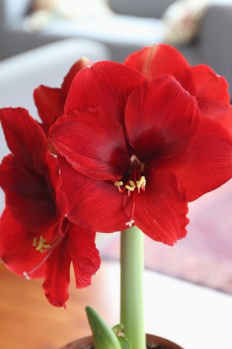 بصيلة أمارلس (ماجنوم)