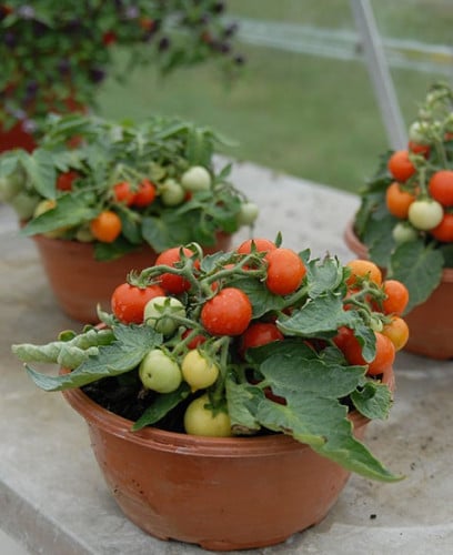 بذور طماطم (توم الصغير)