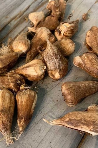 أبصال (فريزيا) مدبلة ملونة