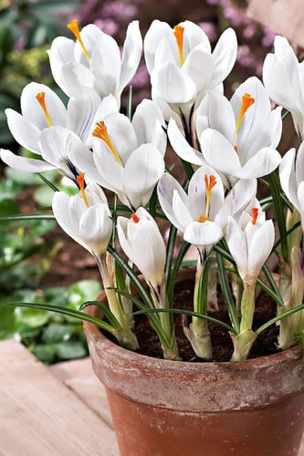 أبصال كروكوس (جان دارك) أبيض