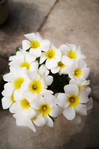 بصيلة أقصليس (لمياء)