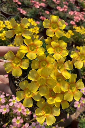 بصيلة أقصليس (مها)