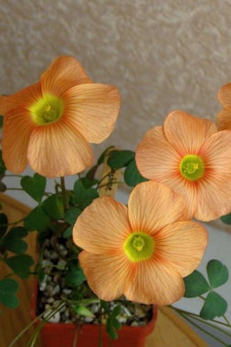 بصيلة أقصليس (روان)