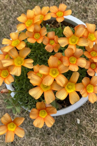 بصيلة أقصليس (مشاعل)