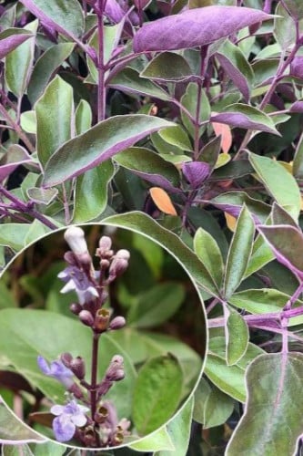 عُقَل (وايتكس) ليلك عربي