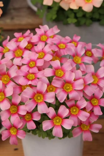 بصيلة أقصليس (سحر)