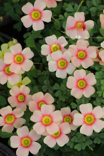 بصيلة أقصليس (حلا)