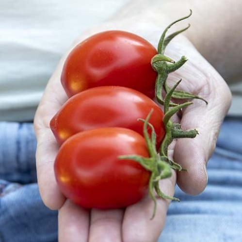 بذور طماطم (ماندوريو) F1