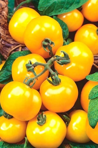 بذور طماطم (أولكا بولكا)