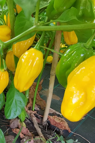 بذور فلفل (هابانيرو الأصفر)