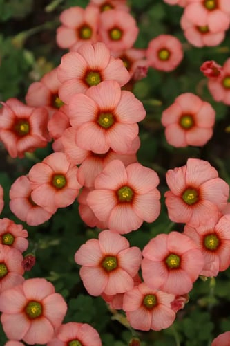 بصيلة أقصليس (وجدان)