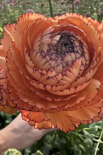 أبصال رينانكلاس إيطالي ( باستلو سرياتو)