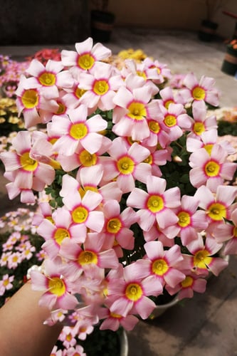 بصيلة أقصليس (ندى)