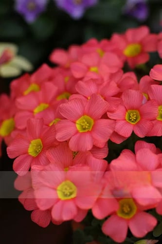 بصيلة أقصليس (فاتن)