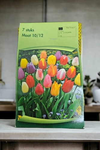 أبصال توليب (الانتصار) مزخرفة