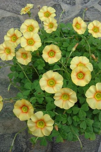 بصيلة أقصليس (رغد)