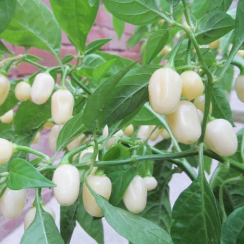 بذور فلفل (هابانيرو الأبيض)