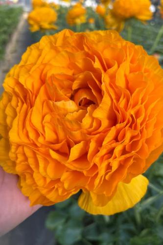 أبصال رينانكلاس إيطالي (أناقة الكلمنتين)