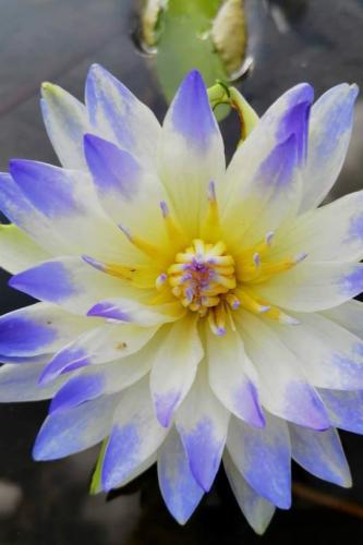 بذور زنبقة الماء (فلايفاه زرقاء)