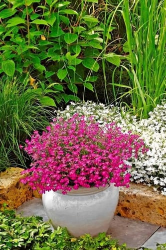 بذور لوبيليا الشلال الأحمر