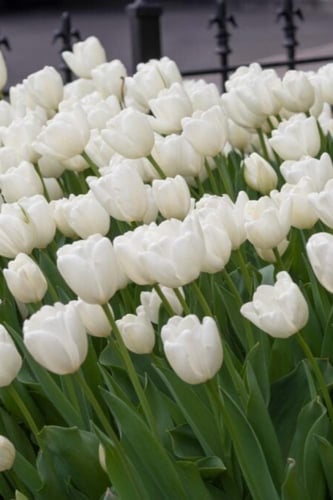 أبصال توليب (هاكون) الأبيض