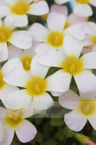 بصيلة أقصليس (همس)