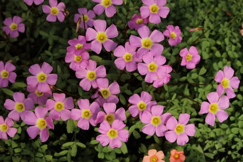 بصيلة أقصليس (رهف)