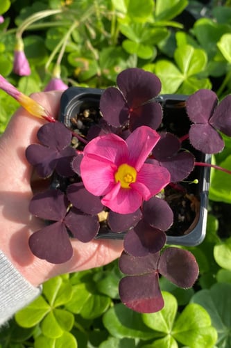 بصيلة أقصليس (وداد)