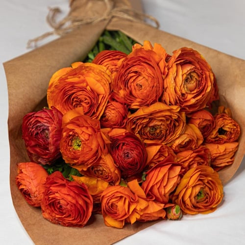 أبصال رينانكلاس برتقالي