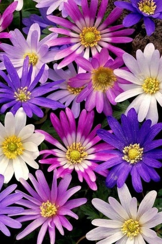 أبصال أنامني (بلاندا) ملون