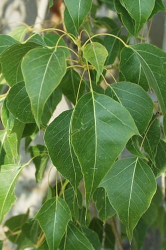 بذور شجرة استركوليا مخمسة