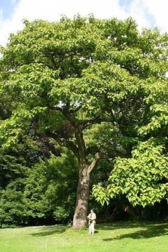 بذور شجرة ترمناليا أرجونا