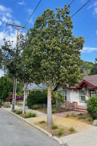 بذور شجرة استركوليا مخمسة