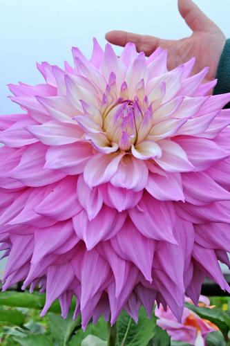 داليا (السيد ألف رمزي)