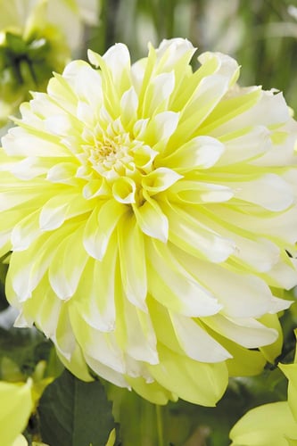 داليا (الليمون المثلج)