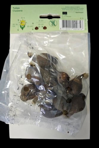 أبصال توليب (كلوزيانا)