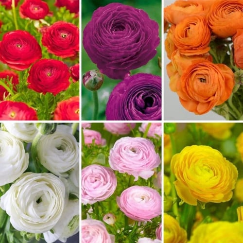 أبصال رينانكلاس ملونة (حوذان)