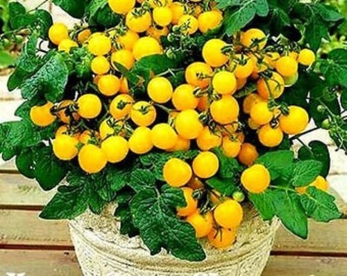 بذور طماطم (أولكا بولكا)